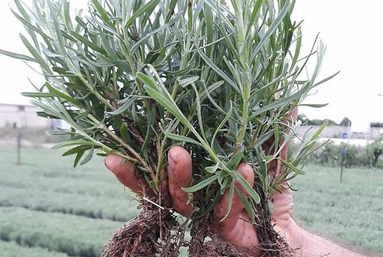 Butasi de lavanda din Bulgaria soiul Drujba 1