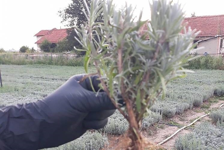 Butasi de lavanda din Bulgaria soiul Drujba 2