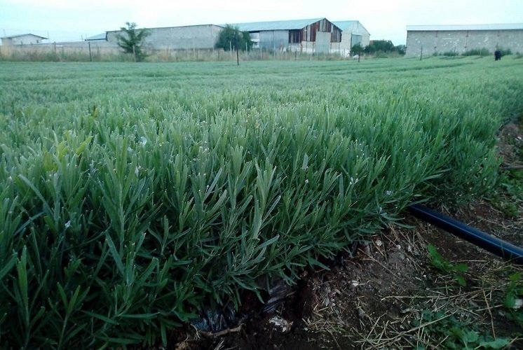 Butasi de lavanda din Bulgaria soiul Drujba 3