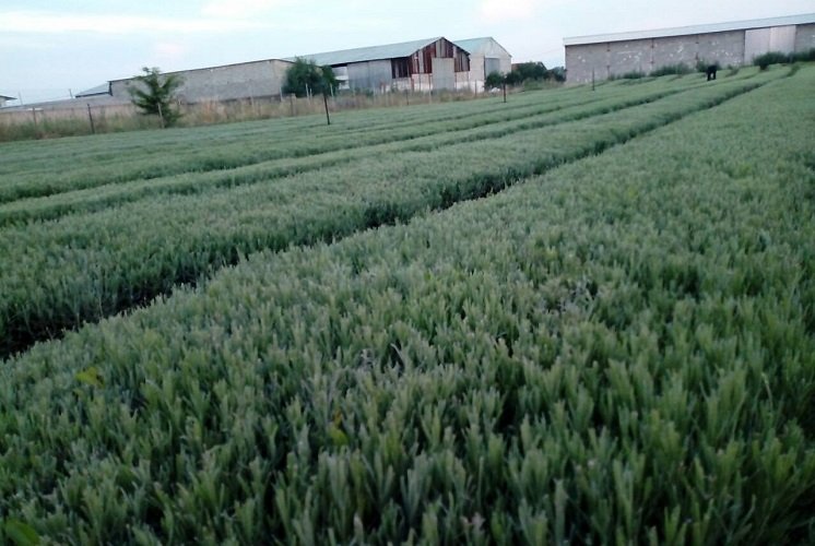 Butasi de lavanda din Bulgaria soiul Drujba 4