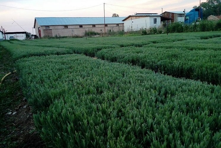 Butasi de lavanda din Bulgaria soiul Drujba 5