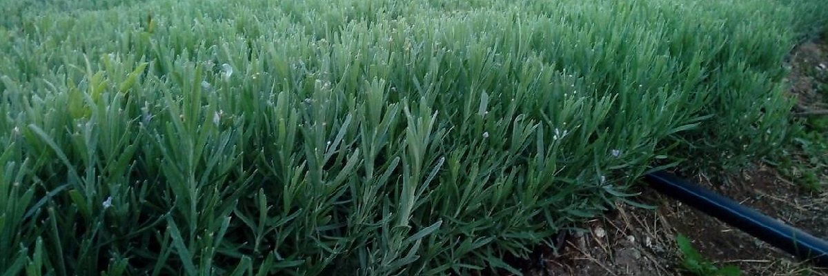 Butasi lavanda soiul Drujba Bulgaria Butasi de lavanda soiul Drujba Bulgaria